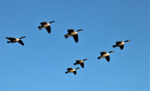 canada-geese-in-flight.jpg