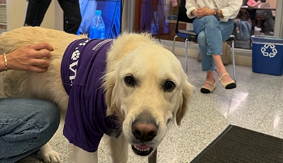 Winnie the therapy dog looks at the camera in a lobby with a Therapy Dog Thursday sign behind her.