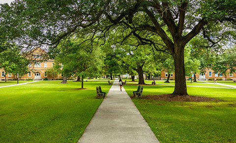 path and trees on a campus