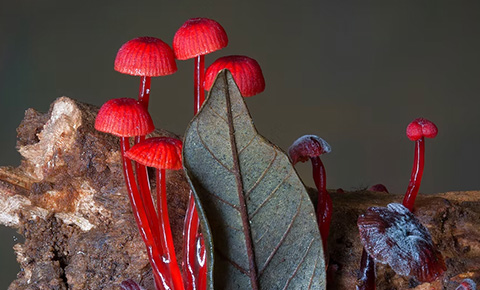 Fungi